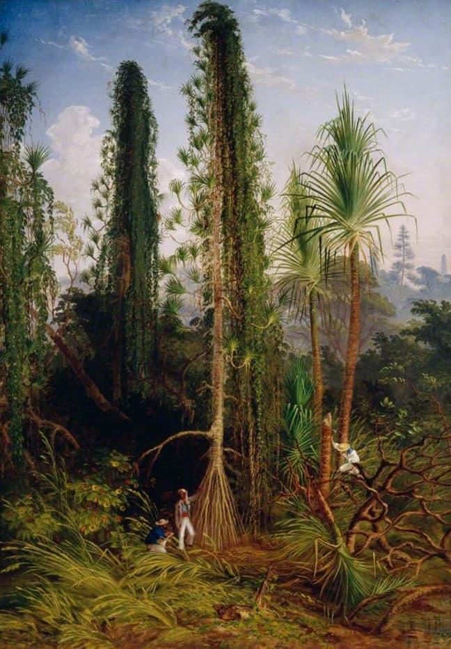 A pandanus with figures to illustrate the scale of the tree