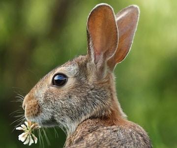Easter 2025
